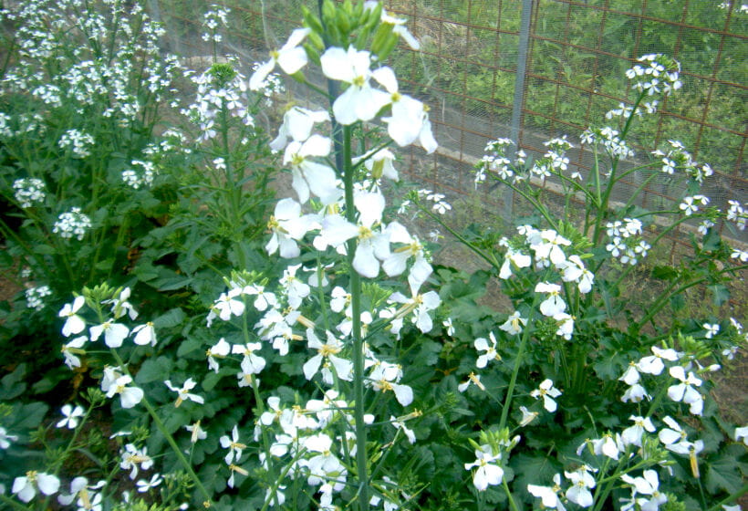 ▲佐波賀だいこんの花