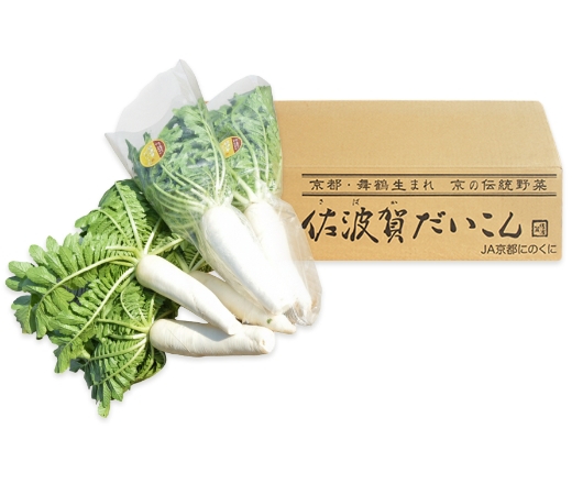 京都府舞鶴市 佐波賀だいこん