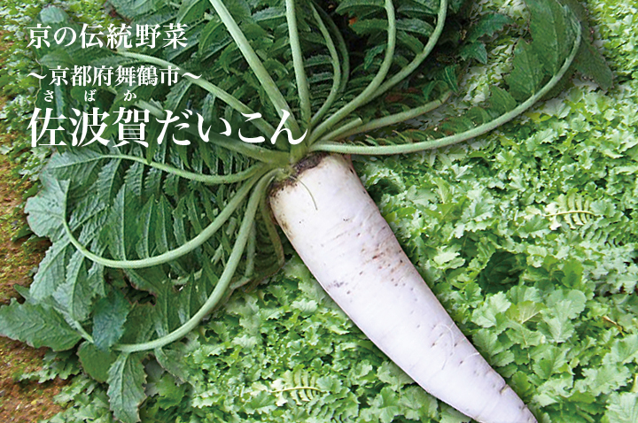 京の伝統野菜 ～京都府舞鶴市～ 佐波賀だいこん