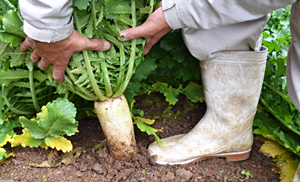 京の伝統野菜 佐波賀だいこん