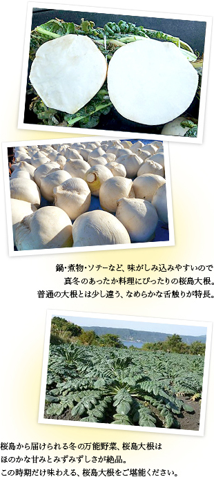 鹿児島県 桜島大根 フードアルチザンのおすすめ フードアルチザン