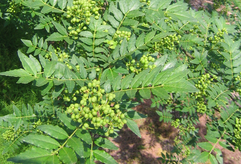 兵庫県但馬産｢朝倉さんしょ｣のこだわり