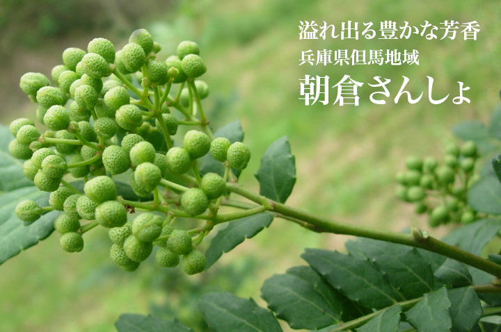 兵庫県 朝倉さんしょ フードアルチザンのおすすめ フードアルチザン