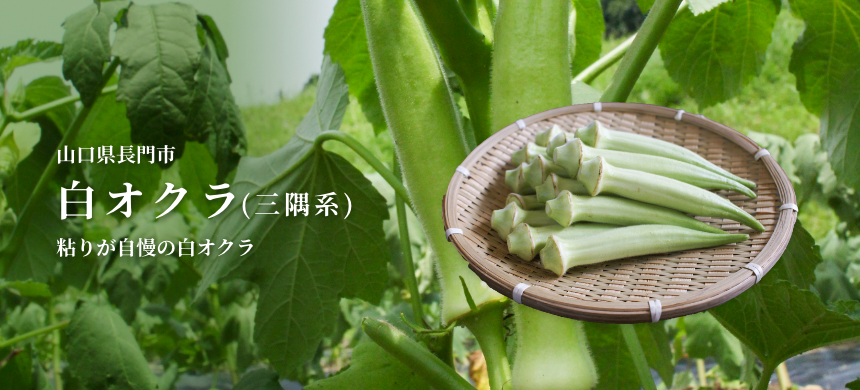 粘りが自慢の白オクラ 山口県長門市白オクラ(三隅系)