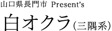 山口県長門市 Present’s 白オクラ（三隅系）