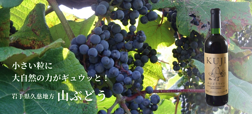 小さい粒に大自然の力がギュウッと!岩手県久慈地方山ぶどう