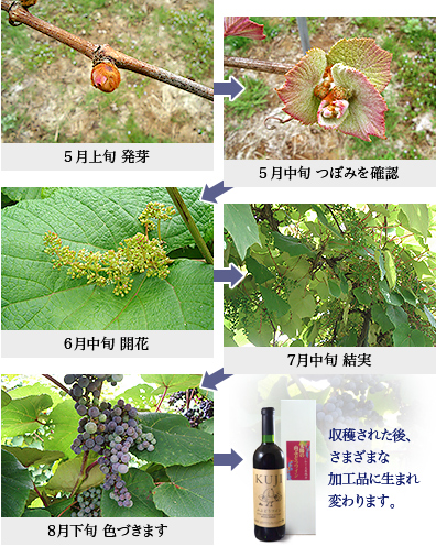 5月上旬 発芽|5月中旬 つぼみを確認|6月中旬 開花|7月中旬 結実|8月下旬 色づきます|収穫された後、さまざまな加工品に生まれ変わります。