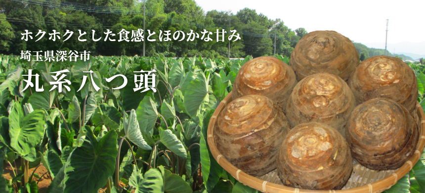 ホクホクとした食感とほのかな甘み 埼玉県深谷市丸系八つ頭