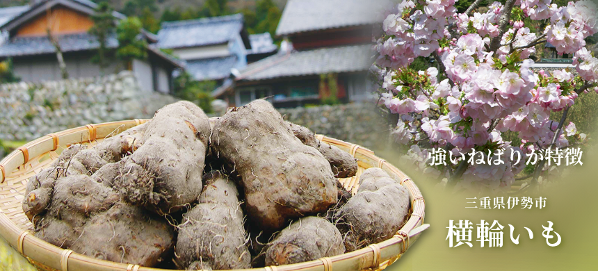 強いねばりが特徴 三重県伊勢市 横輪いも